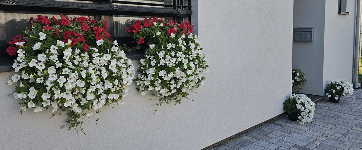 Surfinie 3__cz--cs-CZ